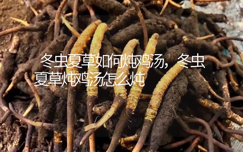 冬蟲夏草如何燉雞湯，冬蟲夏草燉雞湯怎么燉