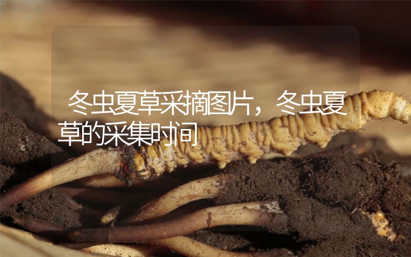 冬蟲(chóng)夏草采摘圖片，冬蟲(chóng)夏草的采集時(shí)間