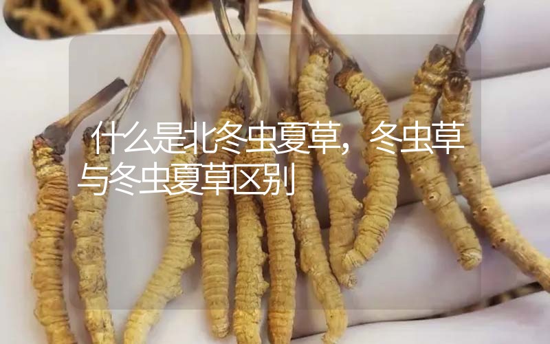 什么是北冬蟲夏草，北冬蟲草與冬蟲夏草區(qū)別