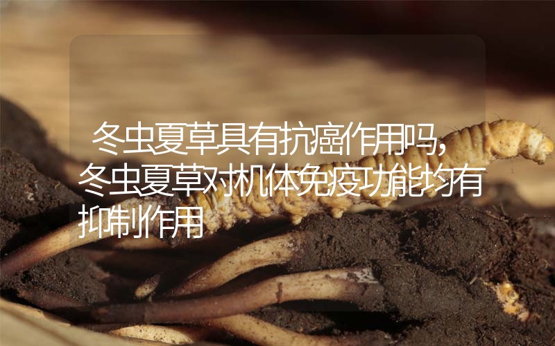 冬蟲夏草具有抗癌作用嗎，冬蟲夏草對機體免疫功能均有抑制作用