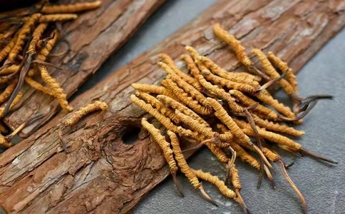 冬蟲夏草多少錢一克，哪個(gè)地區(qū)的質(zhì)量比較可靠呢