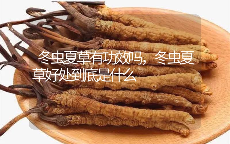 冬蟲夏草到底有什么神奇作用?冬蟲夏草好處到底有哪些？