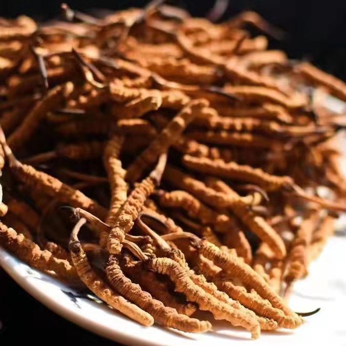 冬蟲夏草為什么這么貴呢？有便宜的能買嗎