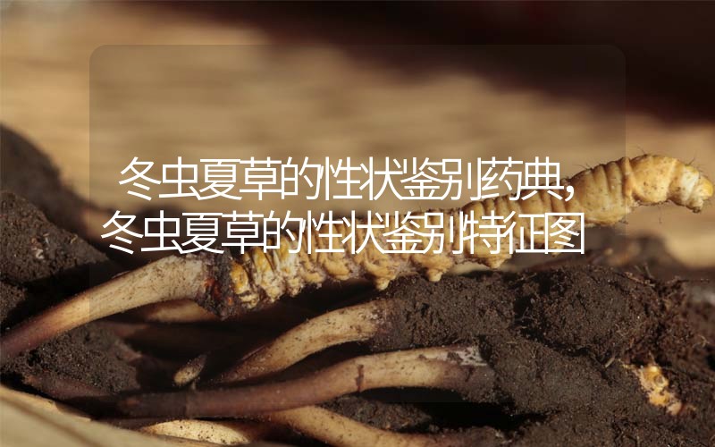 冬蟲夏草的性狀鑒別藥典，冬蟲夏草的性狀鑒別特征圖