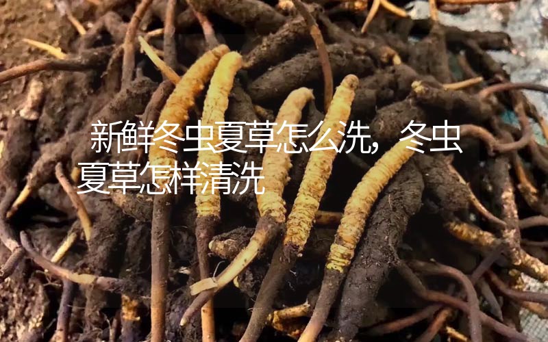 新鮮冬蟲夏草怎么洗，冬蟲夏草怎樣清洗