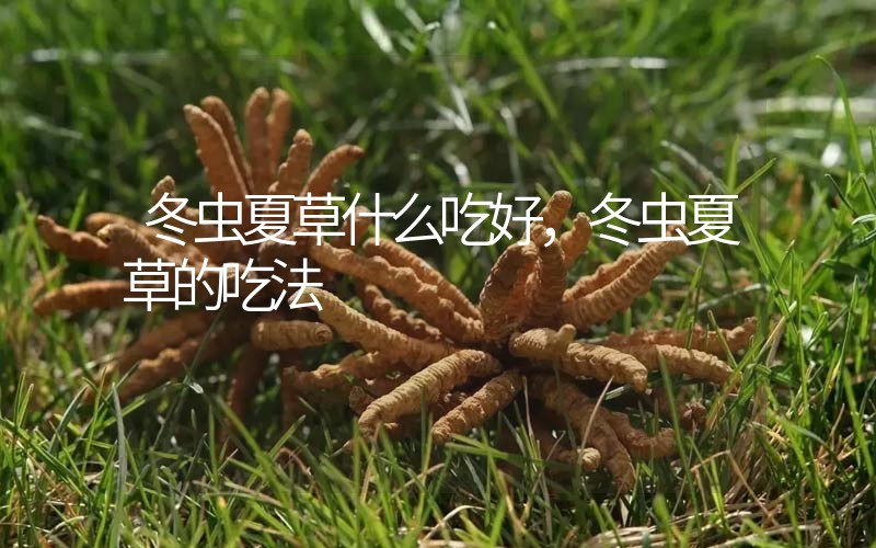 冬蟲(chóng)夏草什么吃好，冬蟲(chóng)夏草的吃法