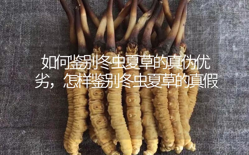 如何鑒別冬蟲夏草的真?zhèn)蝺?yōu)劣，怎樣鑒別冬蟲夏草的真假