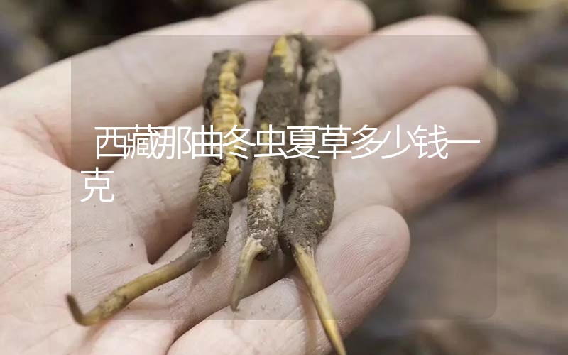 西藏那曲冬蟲夏草多少錢一克？