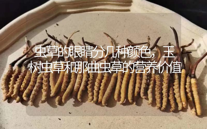 蟲草的眼睛分幾種顏色，玉樹蟲草和那曲蟲草的營養(yǎng)價值