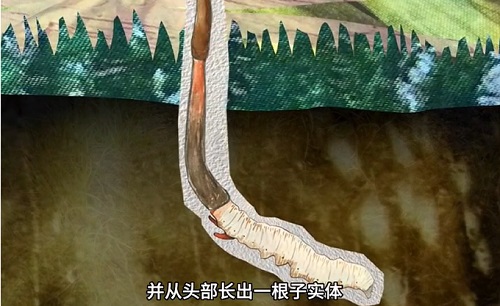 冬蟲夏草到底是蟲還是草？你猜到了嗎？