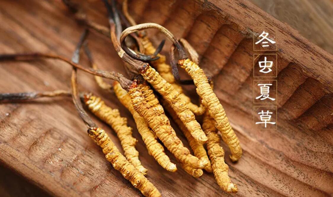 冬蟲夏草有什么藥用價值？冬蟲夏草作用與效果