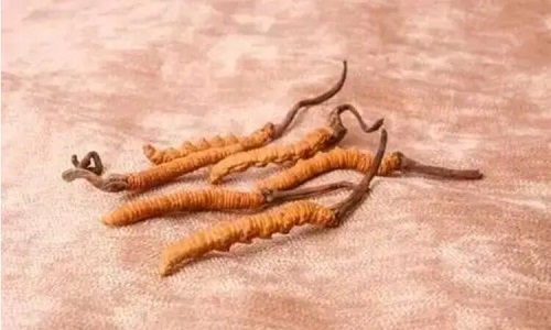 哪個產(chǎn)地的冬蟲夏草營養(yǎng)價值高,哪里的蟲草更好？