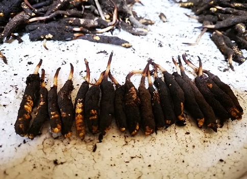 冬蟲夏草的作用是什么，有哪些比較好的吃法呢
