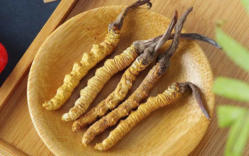 冬蟲夏草作用可以調(diào)節(jié)身體肝臟功能嗎？