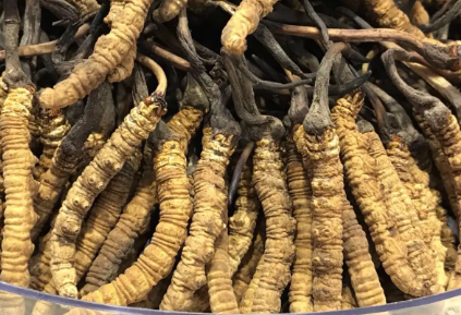 吃冬蟲夏草會出現(xiàn)過敏情況嗎？冬蟲夏草適合什么人吃？