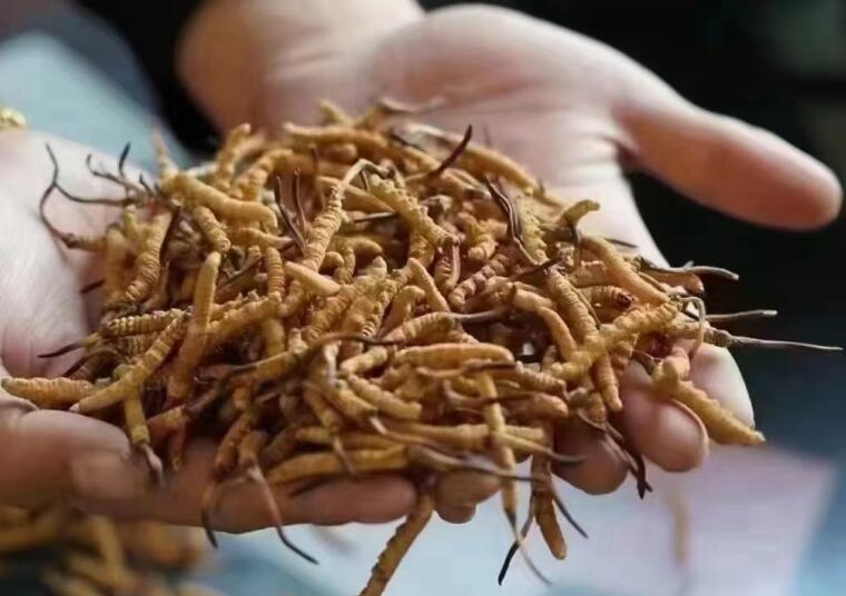 新鮮冬蟲夏草怎么洗最好？新鮮冬蟲夏草怎么清洗？
