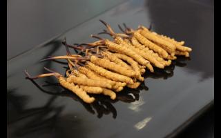 新鮮冬蟲夏草有什么優(yōu)勢？