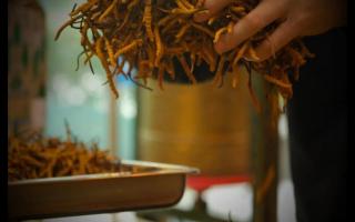 干冬蟲(chóng)夏草怎么保存比較好？