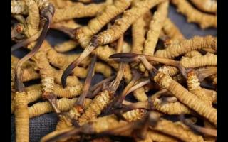 全網(wǎng)較全的冬蟲夏草常識：起源、分類、特點……