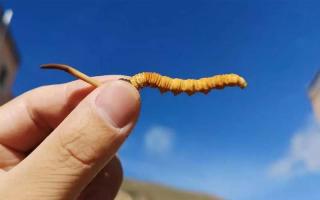 體驗純凈的自然風味，選擇冬蟲夏草