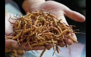 冬蟲(chóng)夏草，體驗(yàn)來(lái)自高原的自然滋味