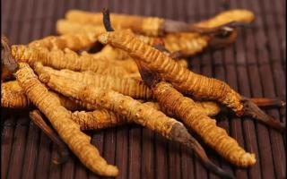 新鮮的冬蟲(chóng)夏草為何要冷凍保存？