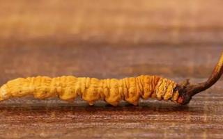 網(wǎng)上的冬蟲夏草能不能購買-會(huì)不會(huì)買到假貨？