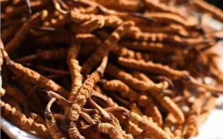 了解冬蟲夏草：起源、生長環(huán)境與特點！