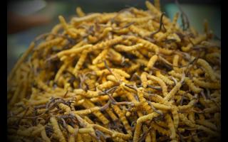 如何正確保存與使用冬蟲夏草產(chǎn)品？