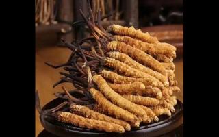 冬蟲(chóng)夏草比較全的知識(shí)解答，吃蟲(chóng)草的了解一下！