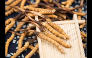 五個(gè)特征暴露冬蟲(chóng)夏草質(zhì)量?jī)?yōu)劣！