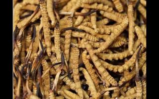 冬蟲夏草的用量和用法你吃對(duì)了嗎？