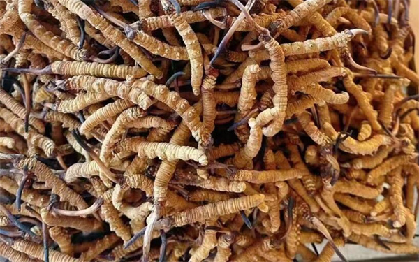 冬蟲夏草可以和番石榴一起吃嗎？
