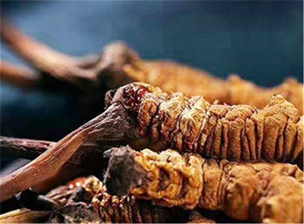 男人吃冬蟲(chóng)夏草有什么好處？男人吃蟲(chóng)草的6個(gè)好處