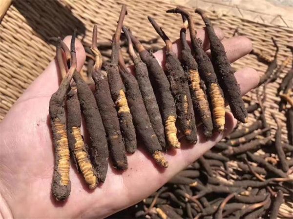 新鮮的冬蟲夏草怎么保存方法？讓珍貴之草保持活力
