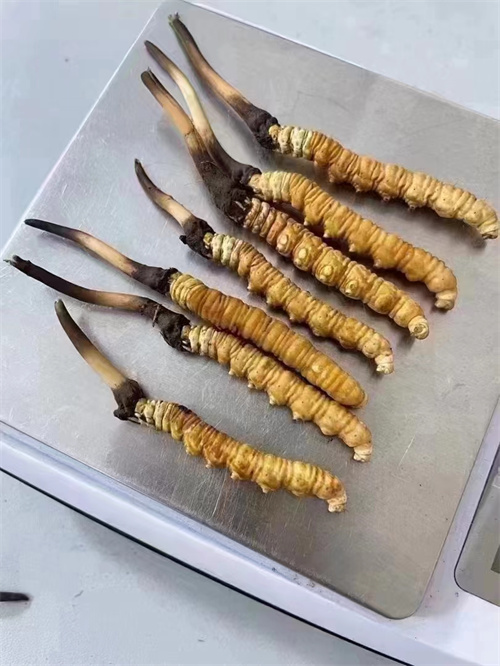 冬蟲夏草煮還是泡好？兩種食用方法的對比分析