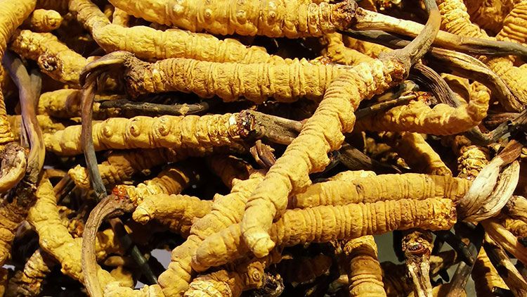 冬蟲夏草是什么味道？揭秘“軟黃金”的獨特風味