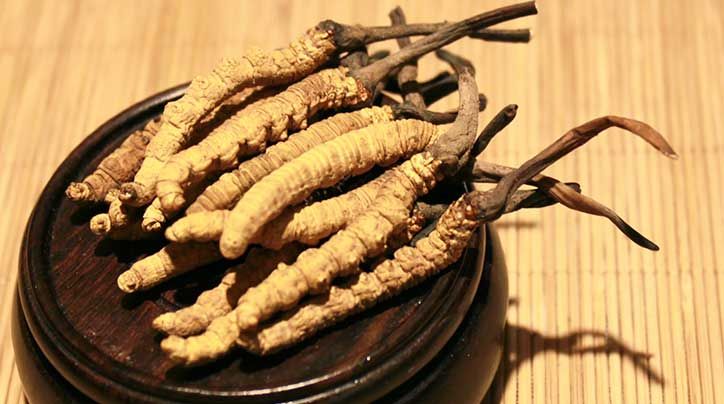 冬蟲(chóng)夏草的價(jià)格一克：為何如此昂貴？