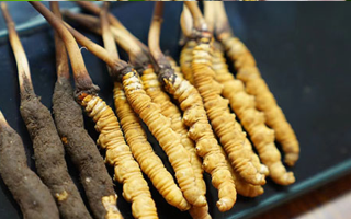 冬蟲夏草鮮草吃多久？科學(xué)食用周期與效果解析