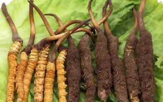 到哪里買新鮮的冬蟲夏草？三步辨真?zhèn)?，四大渠道安心?> </div>
            <div   id=