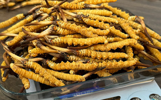 冬蟲(chóng)夏草鮮草的黃金食用期，你知道嗎？