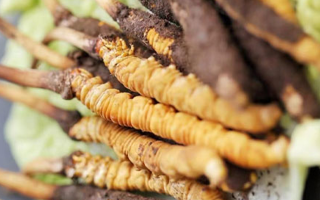 冬蟲(chóng)夏草鮮草可以生吃嗎？一文解讀食用真相