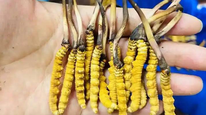 鮮冬蟲夏草出水怎么辦？實用處理指南