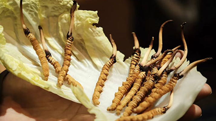 冬蟲夏草為何鮮的好？深度解析鮮蟲草的獨特優(yōu)勢