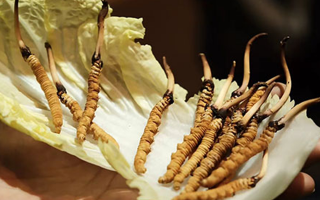 冬蟲夏草為何鮮的好？深度解析鮮蟲草的獨特優(yōu)勢