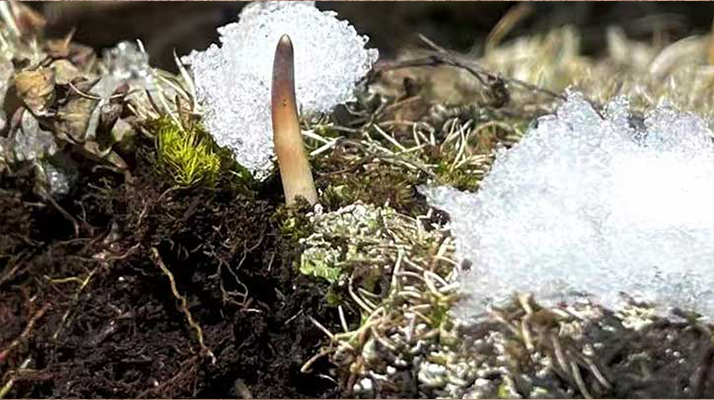 冰鮮的冬蟲(chóng)夏草還能吃嗎？一文讀懂食用真相? ? ? ?