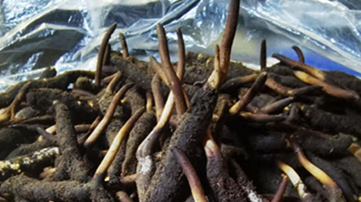 新鮮冬蟲夏草能放多久吃？一文掌握儲(chǔ)存與食用期限
