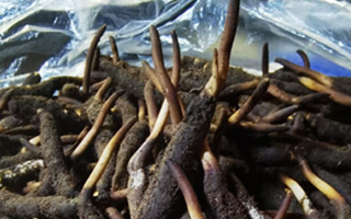 新鮮冬蟲夏草能放多久吃？一文掌握儲存與食用期限