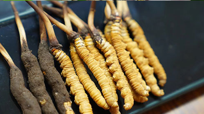 鮮冬蟲夏草什么季節(jié)最好？滋補時機大揭秘