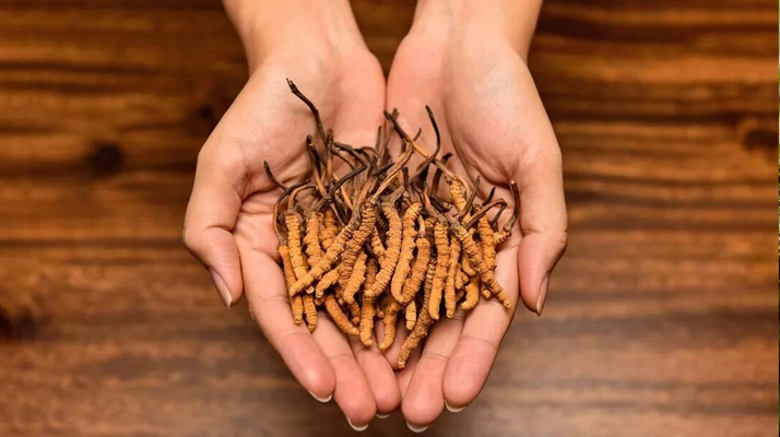 冬蟲夏草怎么食用效果好？掌握這些方法發(fā)揮最大功效